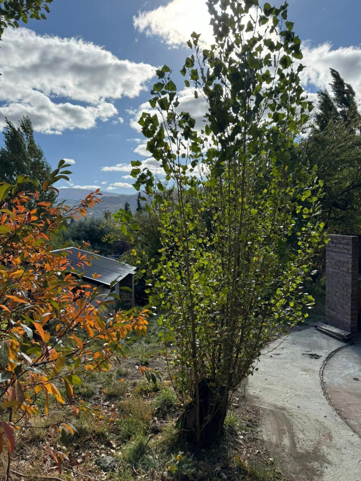 Villa Huilen De Bandurrias San Martín de los Andes Esterno foto